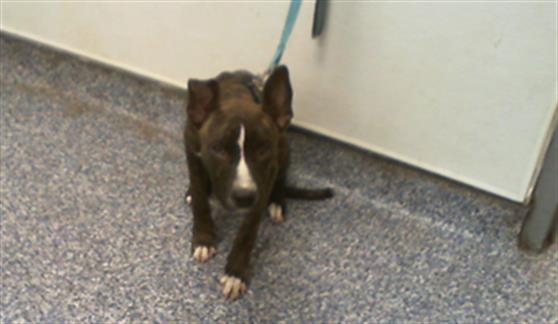 Shelter Stray Female Dog last seen CHARLOTTE, 8315 Byrum Dr, Charlotte, NC 28217, USA