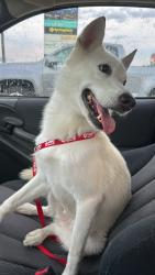 Reunited Female Dog last seen Spindletree lane, Pattison, TX 77423