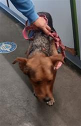 Shelter Stray Female Dog last seen , 1850 W 60th St, Los Angeles, CA 90047, USA