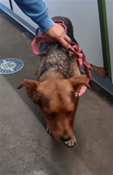 Shelter Stray Female Dog last seen , 1850 W 60th St, Los Angeles, CA 90047, USA