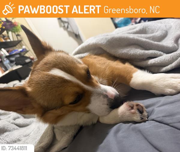 Found/Stray Male Dog last seen Highland ave, Greensboro, NC 27406