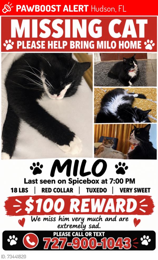 Lost Male Cat last seen My ring camera at my hse, Hudson, FL 34667