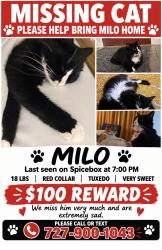 Lost Male Cat last seen My ring camera at my hse, Hudson, FL 34667