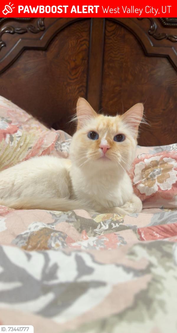 Lost Female Cat last seen Near south rowan cove 84128, West Valley City, UT 84128