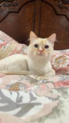 Lost Female Cat last seen Near south rowan cove 84128, West Valley City, UT 84128