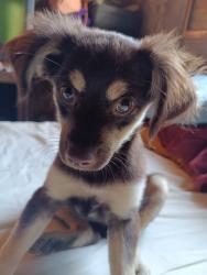 Reunited Female Dog last seen Avenida água vermelha vila nova Curuçá, Vila Nova Curuca, SP 08431-470