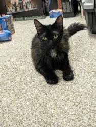 Found/Stray Unknown Cat last seen Jefferson Rd and Horseshoe Ln, Greensboro, NC 27410