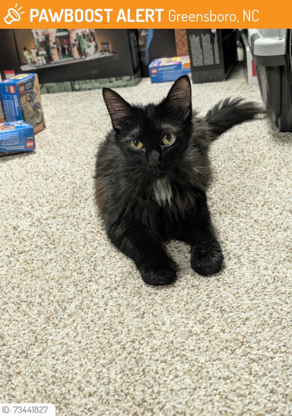 Found/Stray Unknown Cat last seen Jefferson Rd and Horseshoe Ln, Greensboro, NC 27410