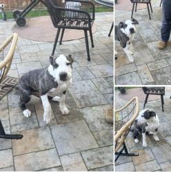 Lost Male Dog last seen 72nd, Tacoma, WA 98404