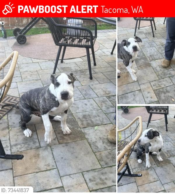 Lost Male Dog last seen 72nd, Tacoma, WA 98404
