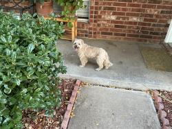 Found/Stray Female Dog last seen Willow st Crowley tx, Crowley, TX 76036