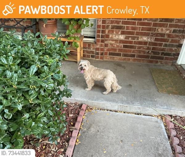 Found/Stray Female Dog last seen Willow st Crowley tx, Crowley, TX 76036