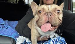 Found/Stray Male Dog last seen Near E and East Draper Parkway, Sandy, UT 84094
