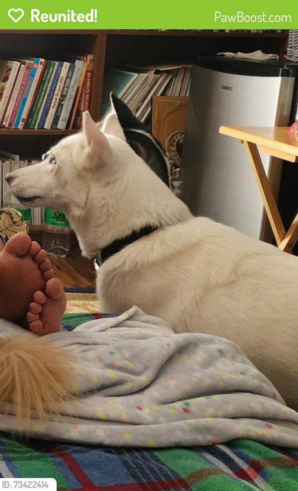 Reunited Female Dog last seen Champion Forest, Spring, TX 77379