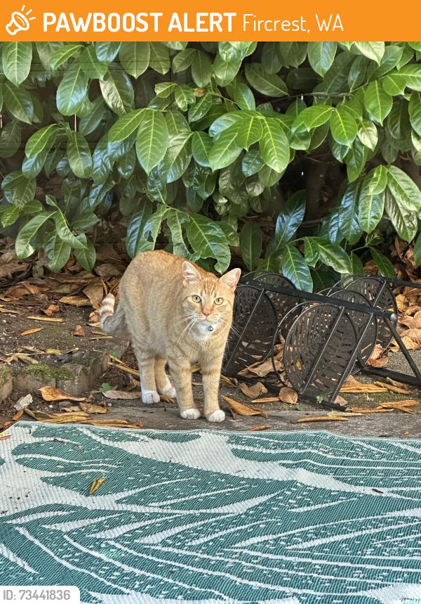 Found/Stray Unknown Cat last seen University Place (near Curtis High School), Fircrest, WA 98466