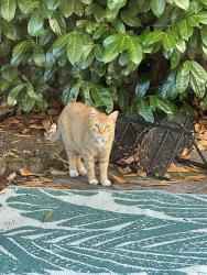 Found/Stray Unknown Cat last seen University Place (near Curtis High School), Fircrest, WA 98466