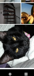 Lost Female Cat last seen Villa Monterrey apts, Fort Worth, TX 76133