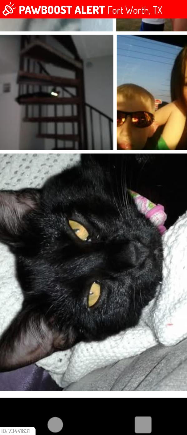 Lost Female Cat last seen Villa Monterrey apts, Fort Worth, TX 76133