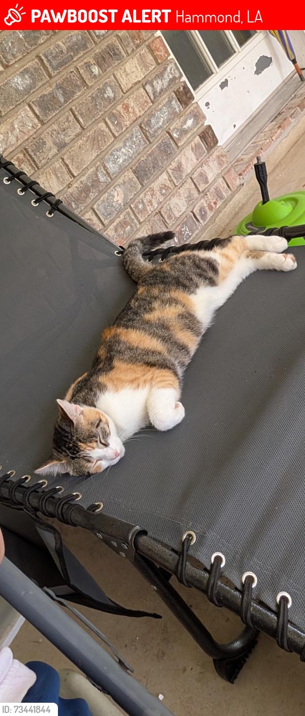 Lost Female Cat last seen North Wood crossing Hammond la 70401, Hammond, LA 70401
