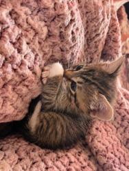 Shelter Stray Male Cat last seen Near S ST, City of Sacramento, CA, 6201 Florin Perkins Rd, Sacramento, CA 95828, USA