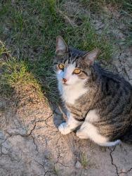 Found/Stray Unknown Cat last seen Near E Coliseum Blvd Suite 315, Fort Wayne, IN 46805, Fort Wayne, IN 46805
