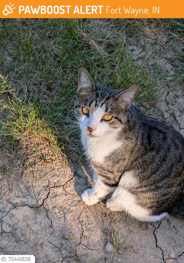 Found/Stray Unknown Cat last seen Near E Coliseum Blvd Suite 315, Fort Wayne, IN 46805, Fort Wayne, IN 46805