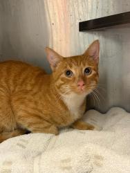 Shelter Stray Male Cat last seen Near Virgina Ave Ne, Atlanta, GA, 30306, 30306, GA, 3280 Chamblee Dunwoody Rd, Chamblee, GA 30341, USA