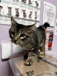 Shelter Stray Male Cat last seen Near mike godwin dr, CITY of El Paso, TX, 5001 Fred Wilson Ave, El Paso, TX 79906, USA