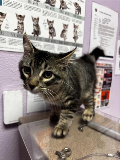 Shelter Stray Male Cat last seen Near mike godwin dr, CITY of El Paso, TX, 5001 Fred Wilson Ave, El Paso, TX 79906, USA