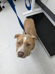 Shelter Stray Male Dog last seen 4th and Fallon, Oakland,, 1101 29th Ave, Oakland, CA 94601, USA