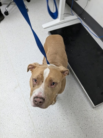 Shelter Stray Male Dog last seen 4th and Fallon, Oakland,, 1101 29th Ave, Oakland, CA 94601, USA