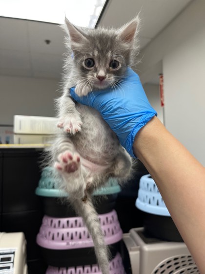 Shelter Stray Female Cat last seen Near Enterprise Way, Oakland, CA, 1101 29th Ave, Oakland, CA 94601, USA