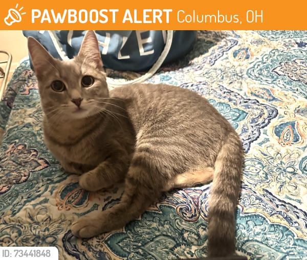 Found/Stray Unknown Cat last seen Harrison West, Columbus, Oh, Usa, Columbus, OH 43215