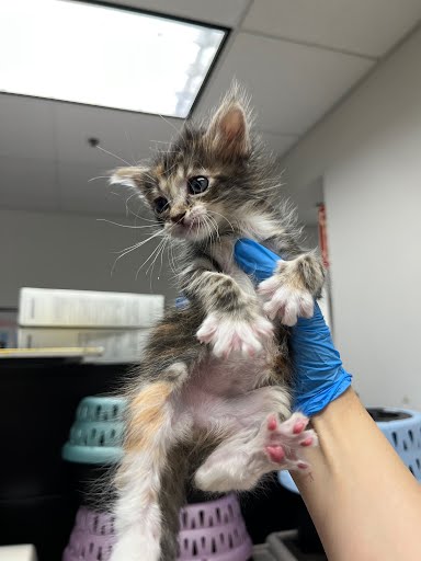 Shelter Stray Female Cat last seen Near Enterprise Way, Oakland, CA, 1101 29th Ave, Oakland, CA 94601, USA