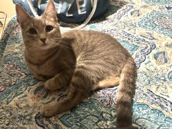 Found/Stray Unknown Cat last seen Harrison West, Columbus, Oh, Usa, Columbus, OH 43215