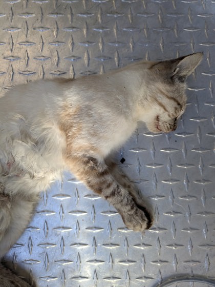 Shelter Stray Unknown Cat last seen Near 61st Ave, Oakland,, 1101 29th Ave, Oakland, CA 94601, USA
