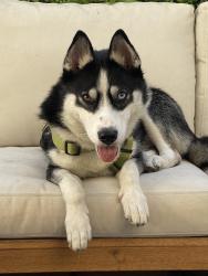Found/Stray Female Dog last seen Dollar tree, Seal Beach, CA 90740