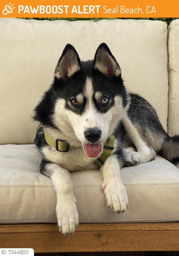 Found/Stray Female Dog last seen Dollar tree, Seal Beach, CA 90740