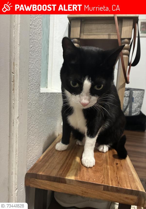 Lost Male Cat last seen Serrento dr, Murrieta, CA 92563