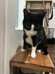Lost Male Cat last seen Serrento dr, Murrieta, CA 92563