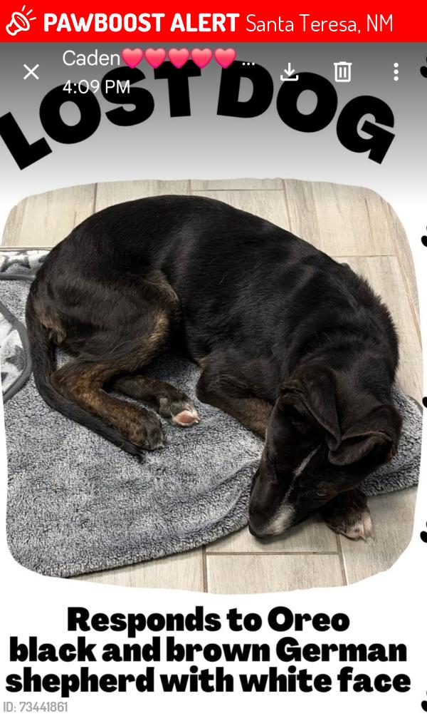 Lost Male Dog last seen Country club road, Santa Teresa, NM 88008