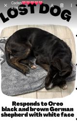 Lost Male Dog last seen Country club road, Santa Teresa, NM 88008