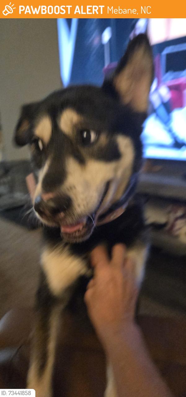 Found/Stray Female Dog last seen Quaker Creek Dr., Mebane, NC 27302
