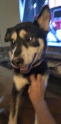 Found/Stray Female Dog last seen Quaker Creek Dr., Mebane, NC 27302