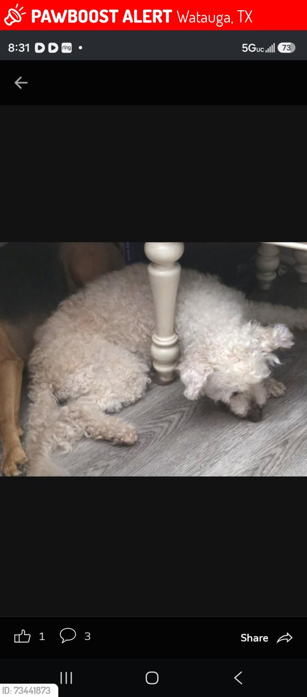 Lost Male Dog last seen Wooddale and chapmen, Watauga, TX 76148