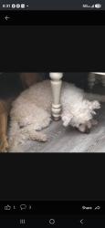 Lost Male Dog last seen Wooddale and chapmen, Watauga, TX 76148