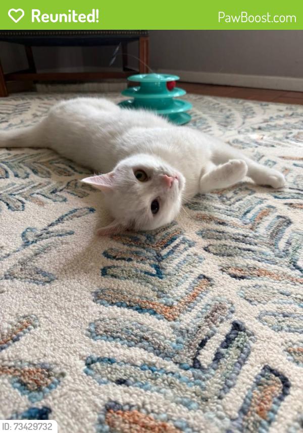 Reunited Male Cat last seen Valley Dr & Preston Rd, Alexandria, VA 22302