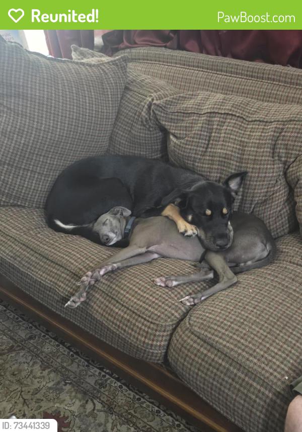 Reunited Female Dog last seen Near Northdale Blvd NW, Minneapolis, MN 55448, USA, Minneapolis, MN 55448