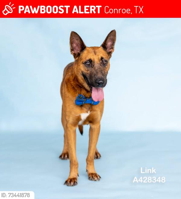 Lost Male Dog last seen Maplewood in Oak Ridge North, Conroe, TX 77385