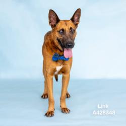 Lost Male Dog last seen Maplewood in Oak Ridge North, Conroe, TX 77385